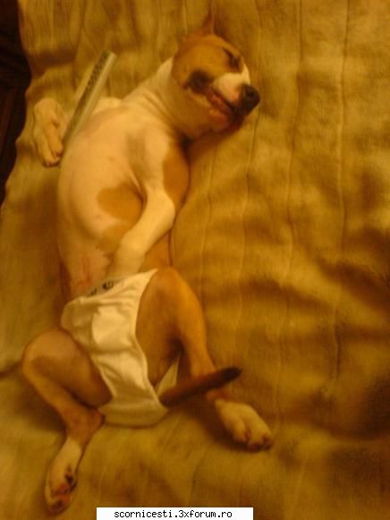 off libere) ... haiiii pun niste poze catelusul meu ... radetziiii