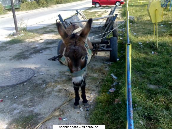 Poze cu imprejurimile orasului - un magar in centru - Poze , upload and share