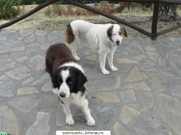 catelusi - zmecsy - Animals
